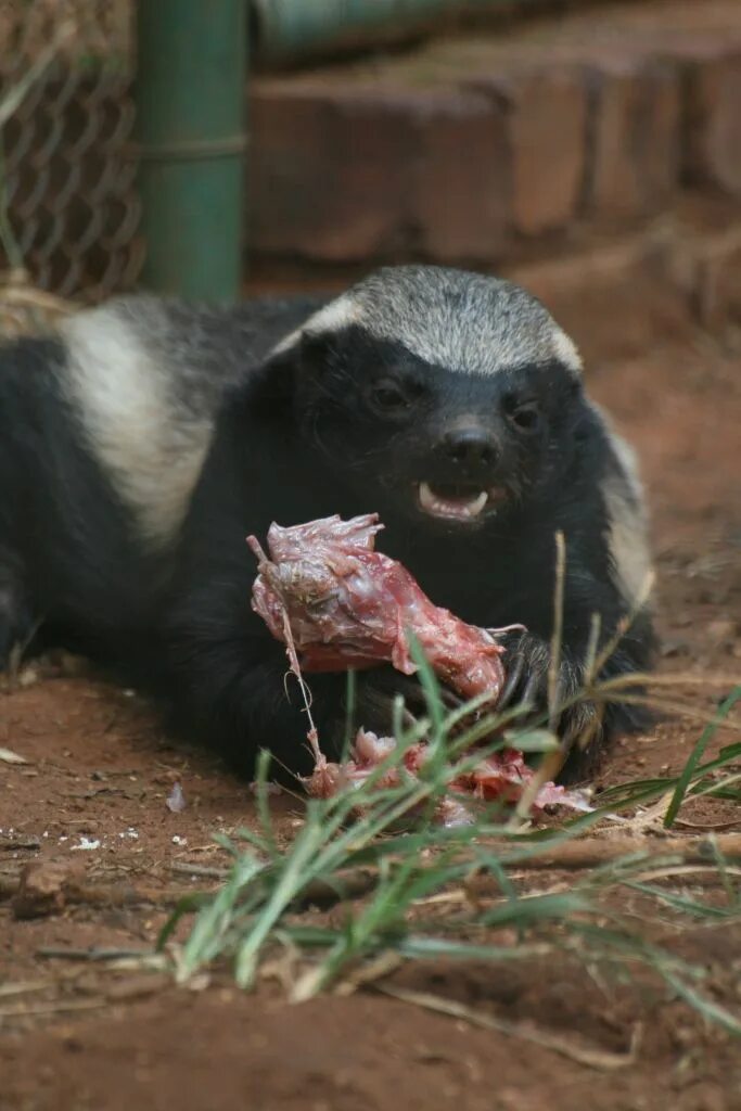 Медоед Honey Badger. Африканский барсук медоед. Медоед бесстрашный. Mellivora capensis. Почему медоед