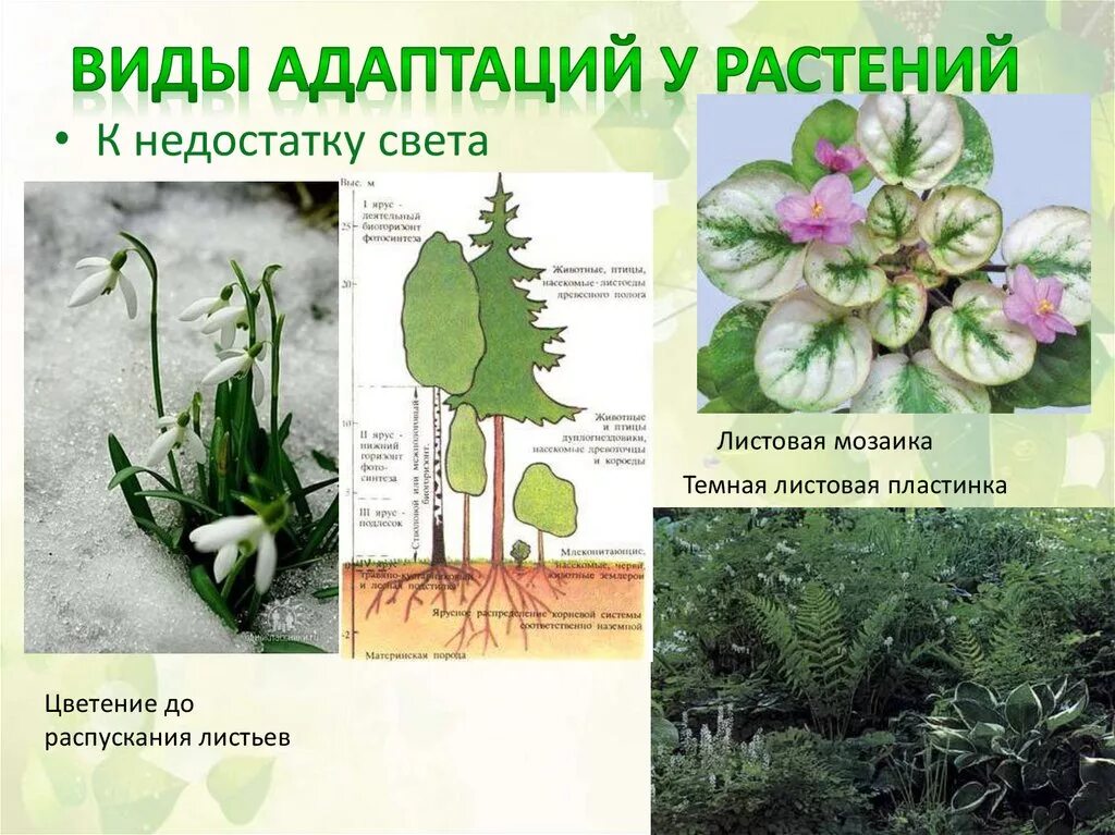 Примеры адаптации растений. Морфологические адаптации животных и растений. Росянка морфологическая адаптация. Пример адаптации у растений. Адаптация растений.