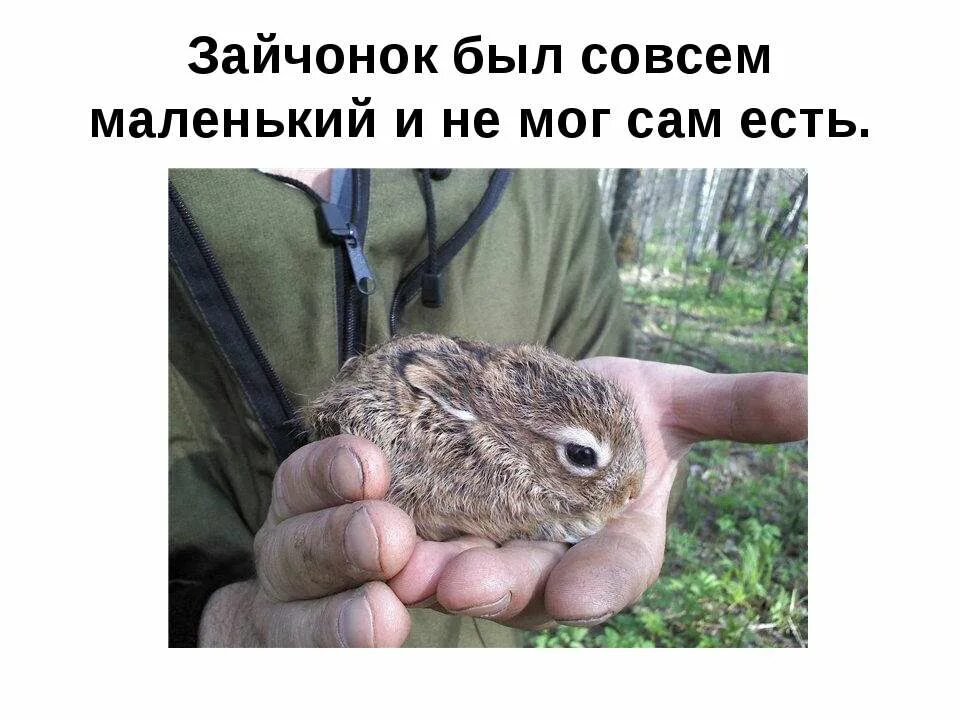 Совсем не маленький. Котенок на ладошке. Милые щенки. Рассказ совсем маленький совсем маленький. Самый маленький кот.