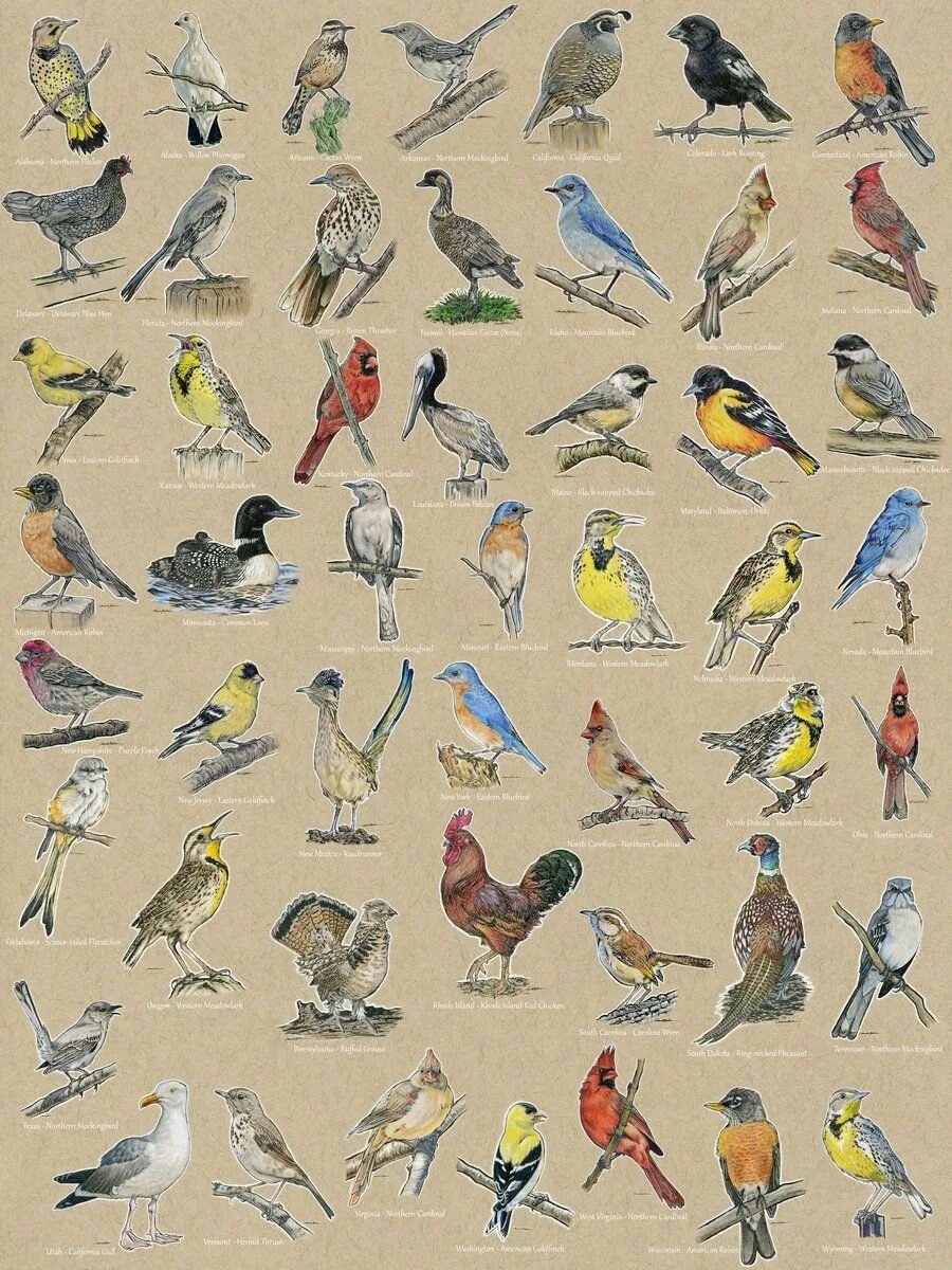 Птицы. Разные птицы. Разные виды птиц. Птицы картинки. Разновидности птиц названия