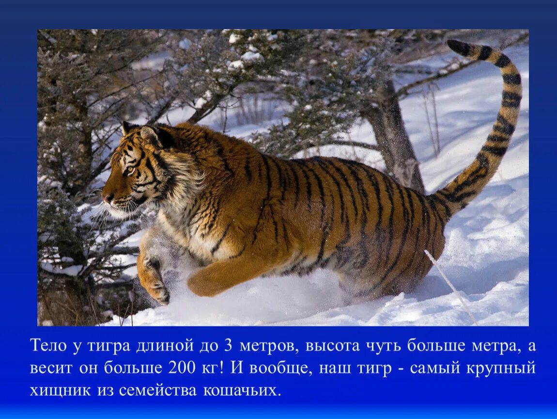 Какая длина тигра. Длина тела тигра. Амурский тигр длина. Длина Амурского тигра. Амурский тигр Размеры.