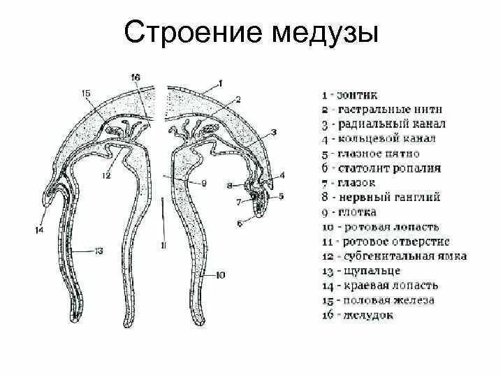 Строение сцифоидной медузы. Строение сцифоидной медузы Аурелии. Строение медузы 7 класс биология. Строение сцифоидной медузы рисунок. У медузы есть мозги