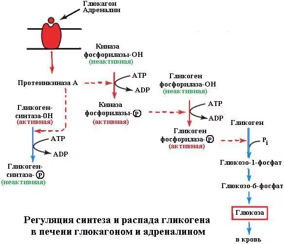 Жиры под действием ферментов печени. Синтез гликогена в печени схема. Регуляция синтеза гликогена биохимия. Регуляция синтеза глюкагона биохимия. Регуляция распада гликогена схема.