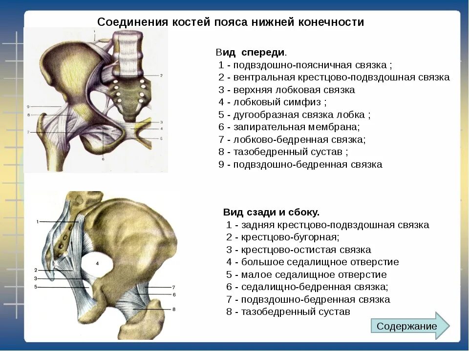 Соединение костей пояса нижних конечностей. Соединение костей таза и нижней конечности. Анатомия соединения костей пояса нижних конечностей. Соединение костей тазового пояса.