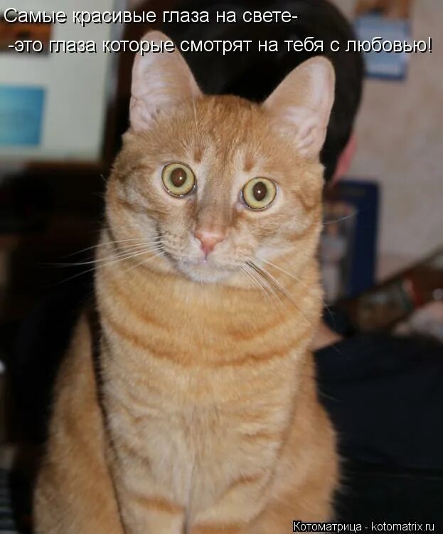 скромный кот. сильно скромный. бижоева мадина михайловна. картинки будьте скромнее. скромно надписями.