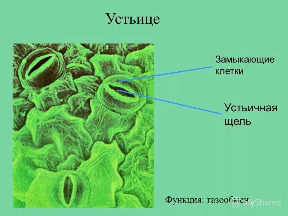 Строение клетки устьица. Замыкающие клетки устьиц функции. Строение устьиц растений. Формы замыкающих клеток устьиц. Строение устьица листа.