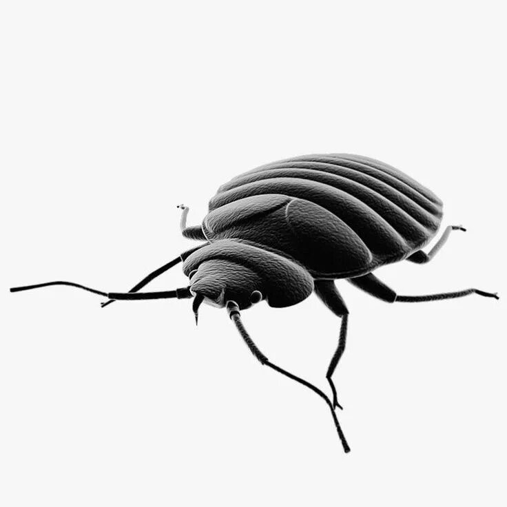 View bug. 3д модель клопа. bug 3d model. хищный клоп.