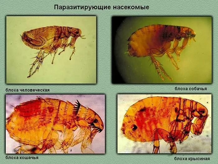 Энтомозы животных