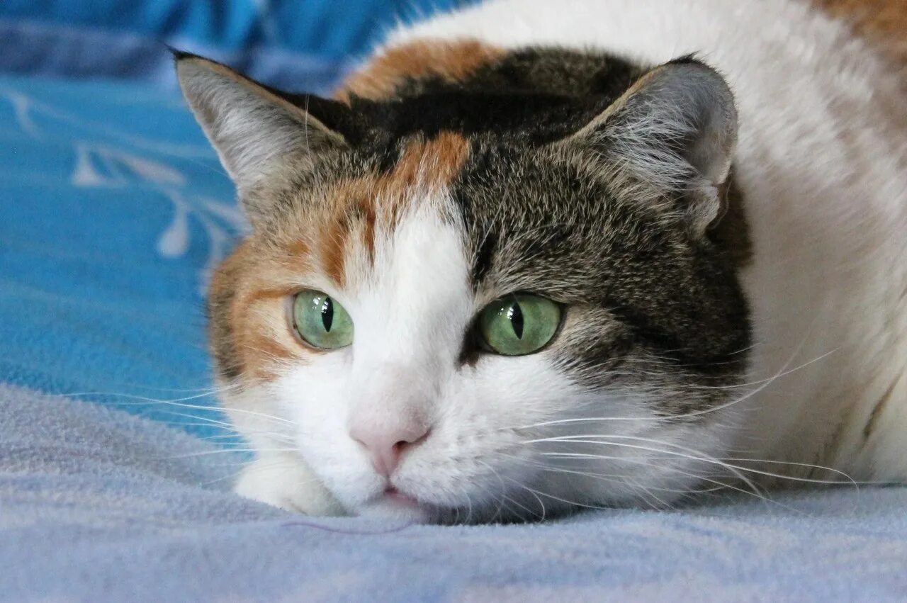 Сибирская трехшерстная кошка. Кошка беспородная трехцветная короткошерстная. Сибирская кошка трехцветная гладкошерстная. Беспородная кошка черепаховая. Трехцветная кошечка