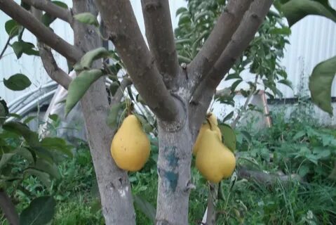 Груша летняя чижовская