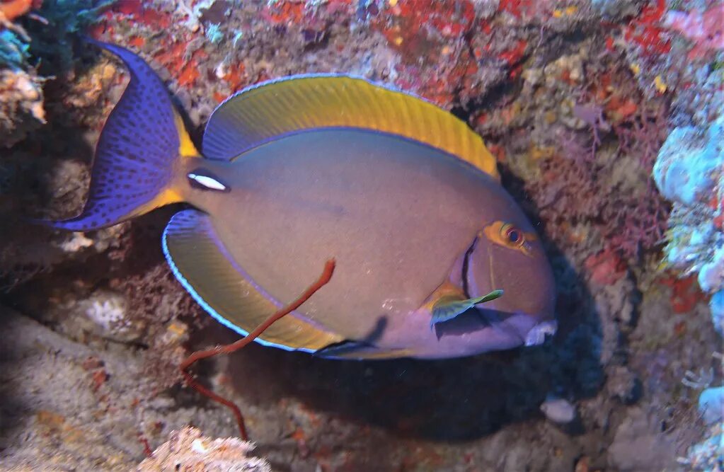 Рыба хирург почему. Acanthurus dussumieri. Acanthurus nigricans. Хирург мата s /Acanthurus Mata. Хирург Бариена рыба.