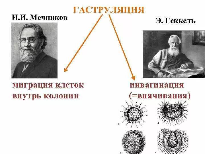 Индивидуальное развитие живого организма. Миграция клеток в онтогенезе. Мечников онтогенез. Миграция клеток в биологии онтогенеза. Ковалевский и Мечников.