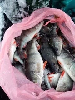 Рыбы февраля