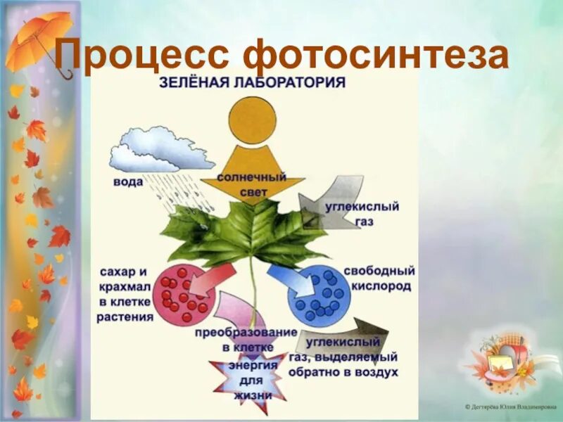 Роль фотосинтеза схема. Процесс фотосинтеза. Фотосинтез листа. Образование фотосинтеза. Значение фотосинтеза для растений.