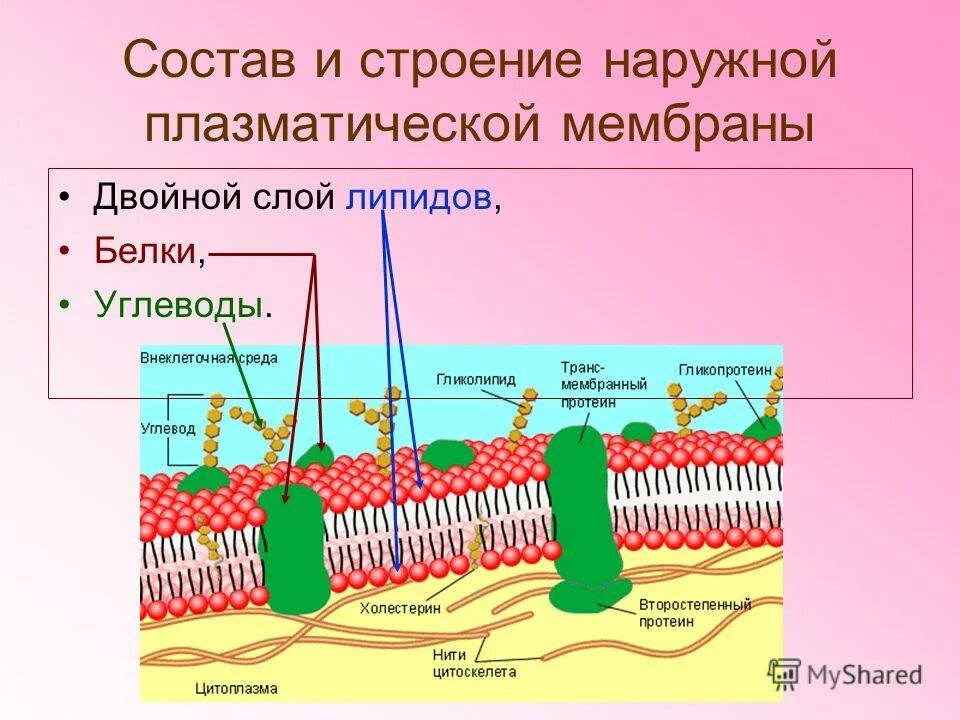 Основу клеточной мембраны составляют липиды. Фосфолипиды плазматической мембраны. Бислой клеточной мембраны. Основу клеточной мембраны составляют липиды. Основу клеточной мембраны составляют липиды.