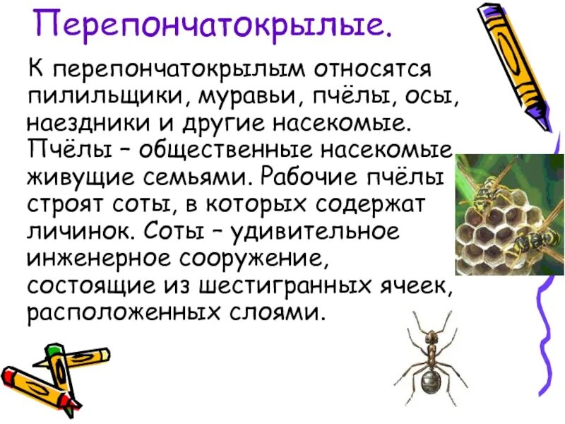 Почему пчел относят к насекомым. Пчелы общественные насекомые. К перепончатокрылым относятся. Пчела относится к насекомым. Признаки перепончатокрылых насекомых.