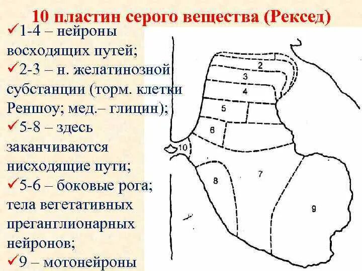 Пластина мозга. Пластинки серого вещества спинного мозга. Пластины Рекседа гистология. Слой серого вещества по Рекседу. Пластины спинного мозга по Рекседу.