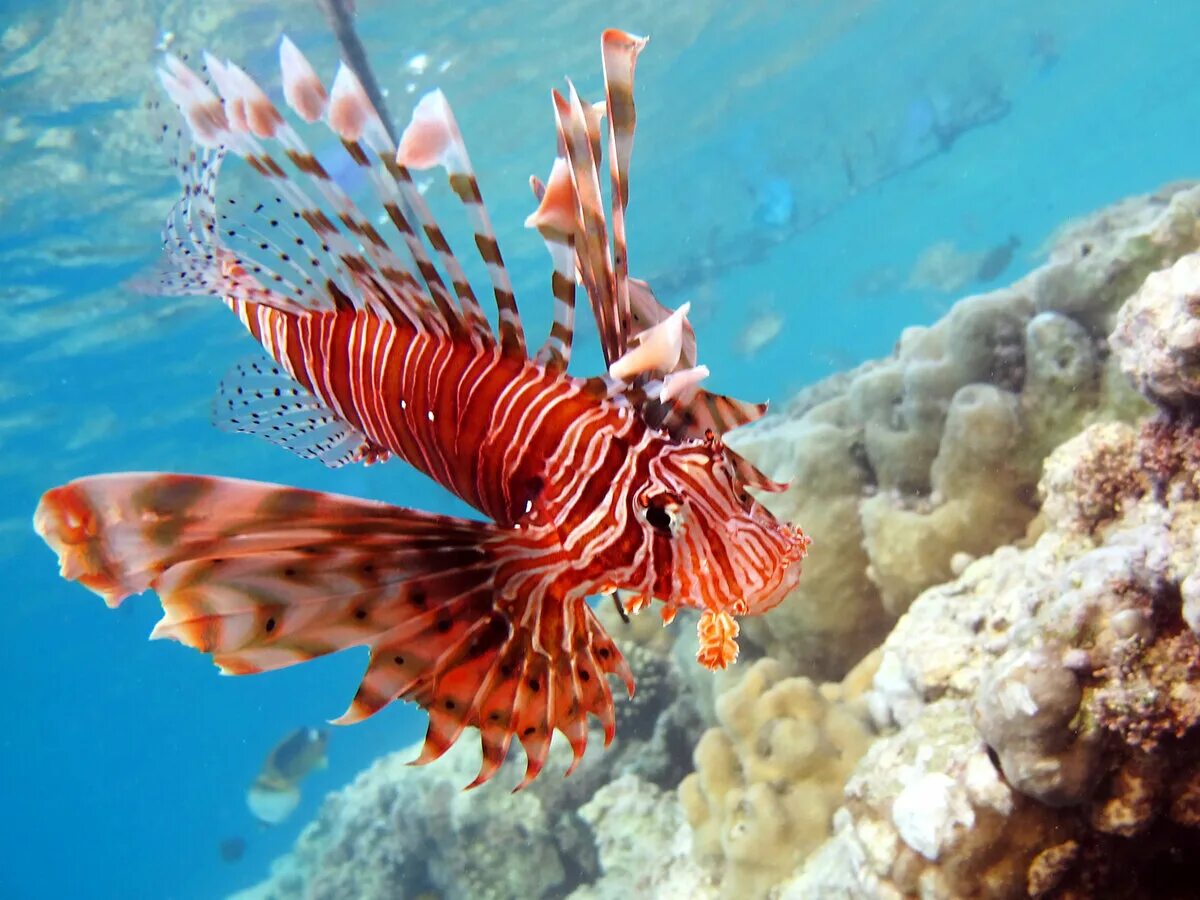 Рыба скорпена (крылатка). Рыба крылатка в красном море. Рыба крылатка в красном море. Крылатка карликовая. Рыба с клювом.