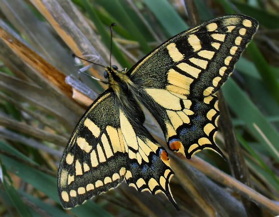 Бабочка махаон описание. Papilio Machaon. Papilio Machaon Махаон обыкновенный. Махаон бабочка Махаон. Парусник Махаон – Papilio Machaon.