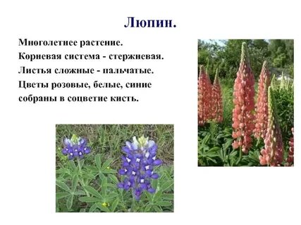Люпин описание