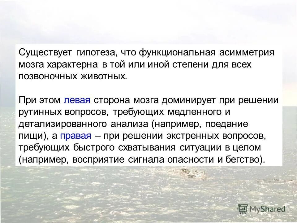 Гипотезы бывают. Функциональная асимметрия. Гипотезы существования души.