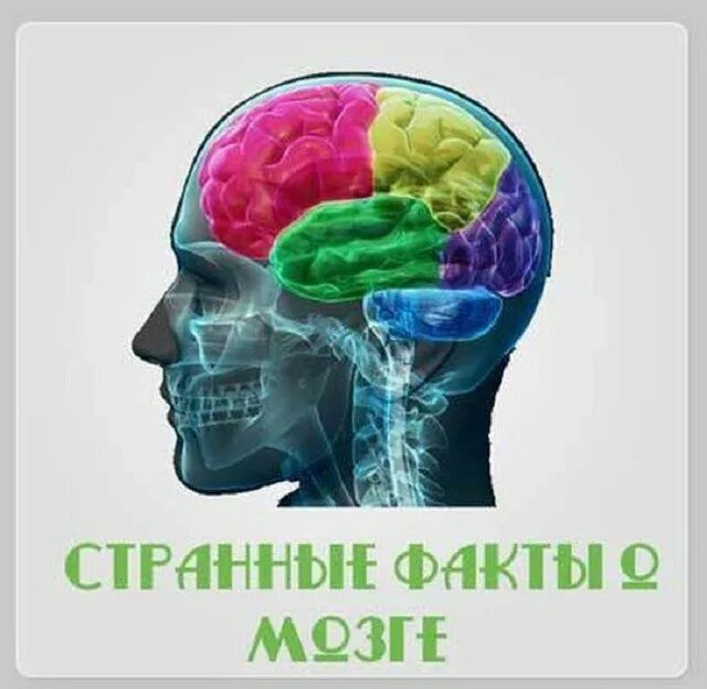 Интересные факты о мозге. Удивительный мозг человека. Интересное про мозг. O brain