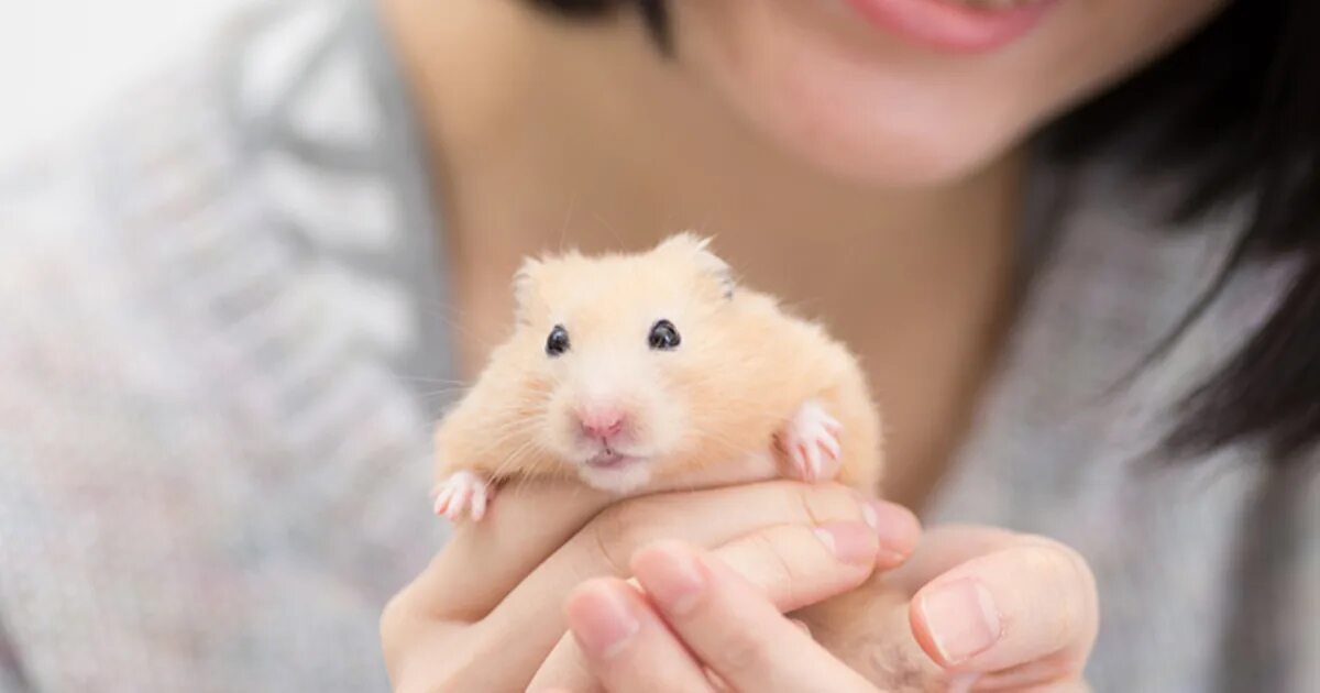 Pet hamster. Хомяк Роборовского. Хомяк в руке. Хомяк девочка. Хомяк сирийский.