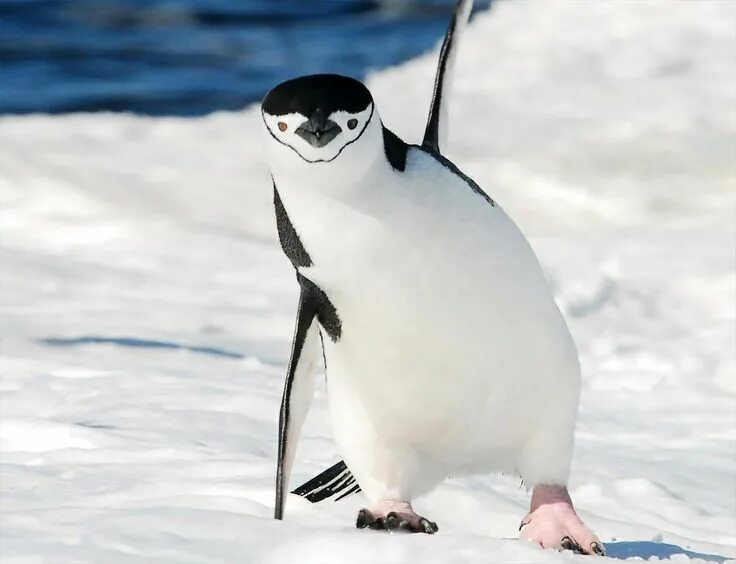 Фотоприколы, 90 фоток " Дуделка - Интересные новости и фото Penguins, Adelie pen