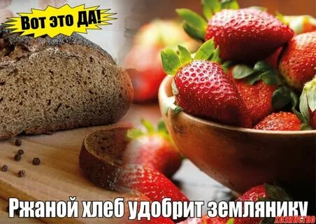Подкормка хлебом