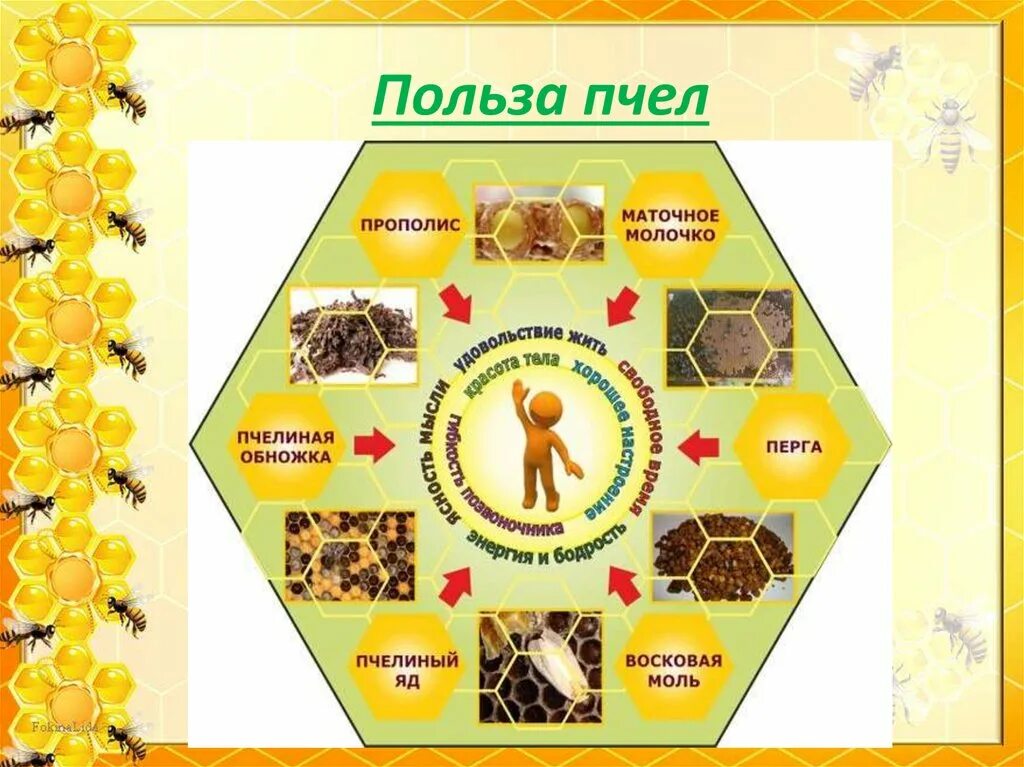 Пчелы в жизни человека. Продукты пчеловодства. Полезные продукты пчеловодства. Продукты пчеловодства таблица. Польза от пчел.