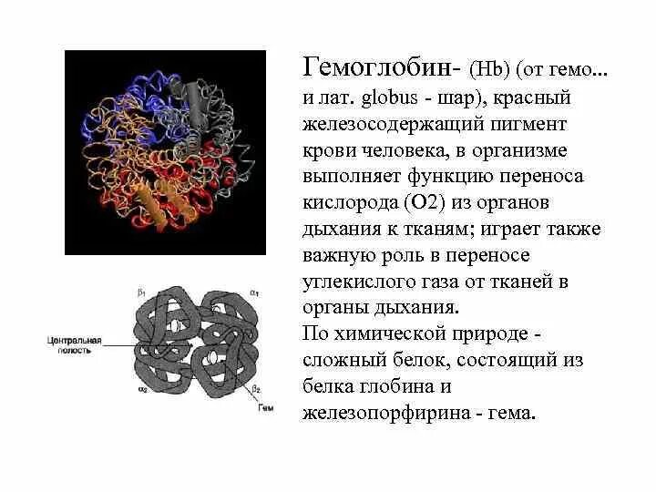 Гемоглобин какая ткань. Гемоглобин. Выработка гемоглобина в организме. Гемоглобин и его роль в организме. Роль гемоглобина в организме человека.