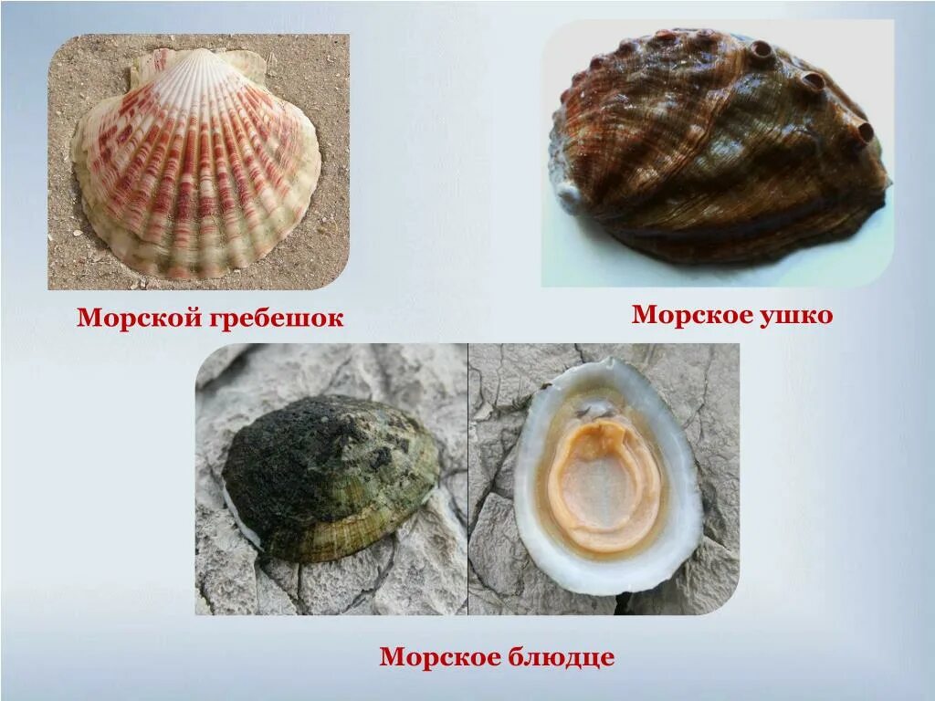 Моллюски различия. Тип моллюски морской гребешок. Морской гребешок класс моллюсков. Форма раковины гребешка. Двустворчатые моллюски названия.
