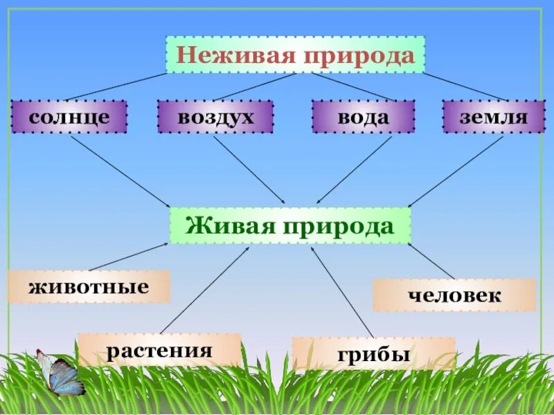 Примеры живой природы 2 класс окружающий мир. Схема связи живой и неживой природы 2 класс окружающий мир. Схема связи живой и неживой природы 2. Связь между объектами живой и неживой природы схема 2 класс. Схема живой и неживой природы 2 класс окружающий мир.