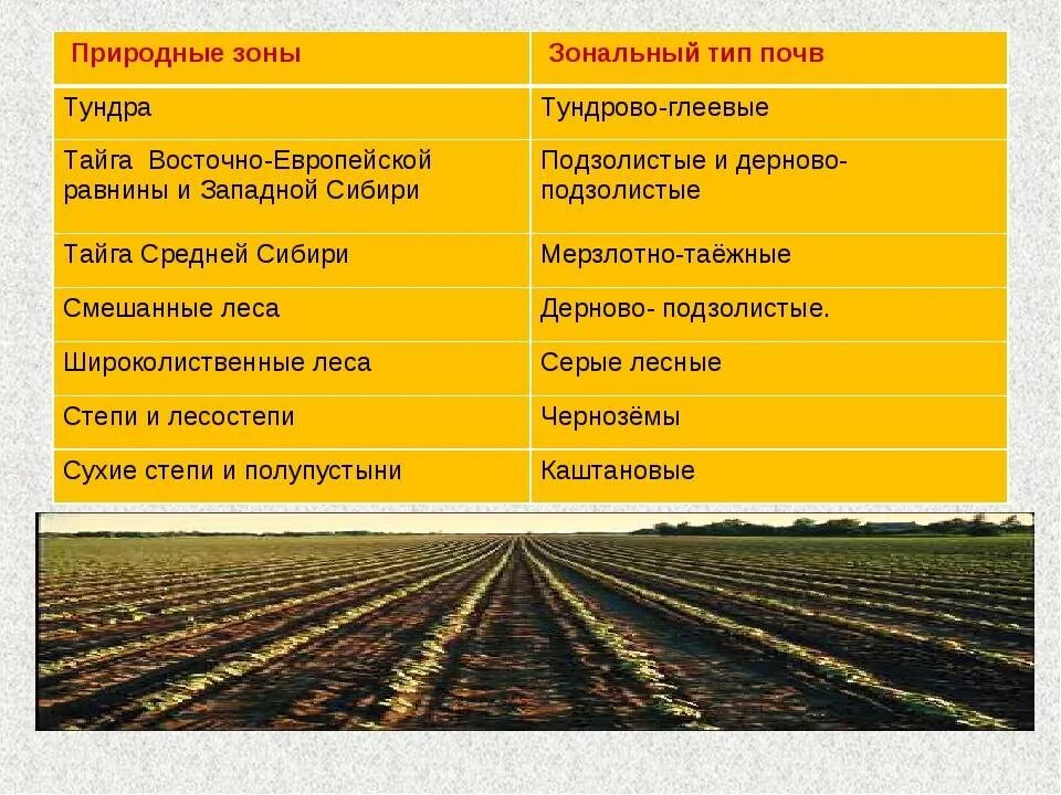 В каком районе наиболее плодородные почвы. Основные типы почв России таблица 8 класс география. Основные типы почв в РФ. Типы почв России таблица 6 класс география. Основные типы почв России 8.