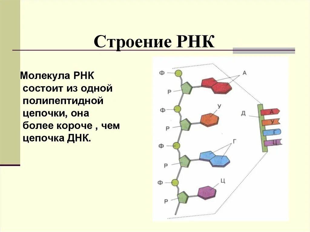 Составляющие рнк