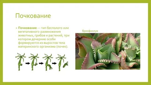 Бесполые растения