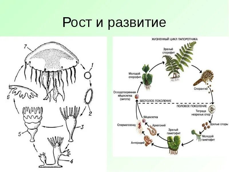 На рисунке спорофит папоротника обозначен цифрой. Цикл развития папоротника спорофит и гаметофит. жизненный цикл папоротника гаметофит. диплоидный спорофит. жизненный цикл папоротника спорофит гаметофит.