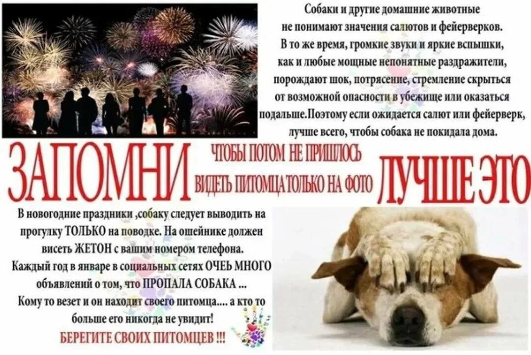 Как отпустить питомца