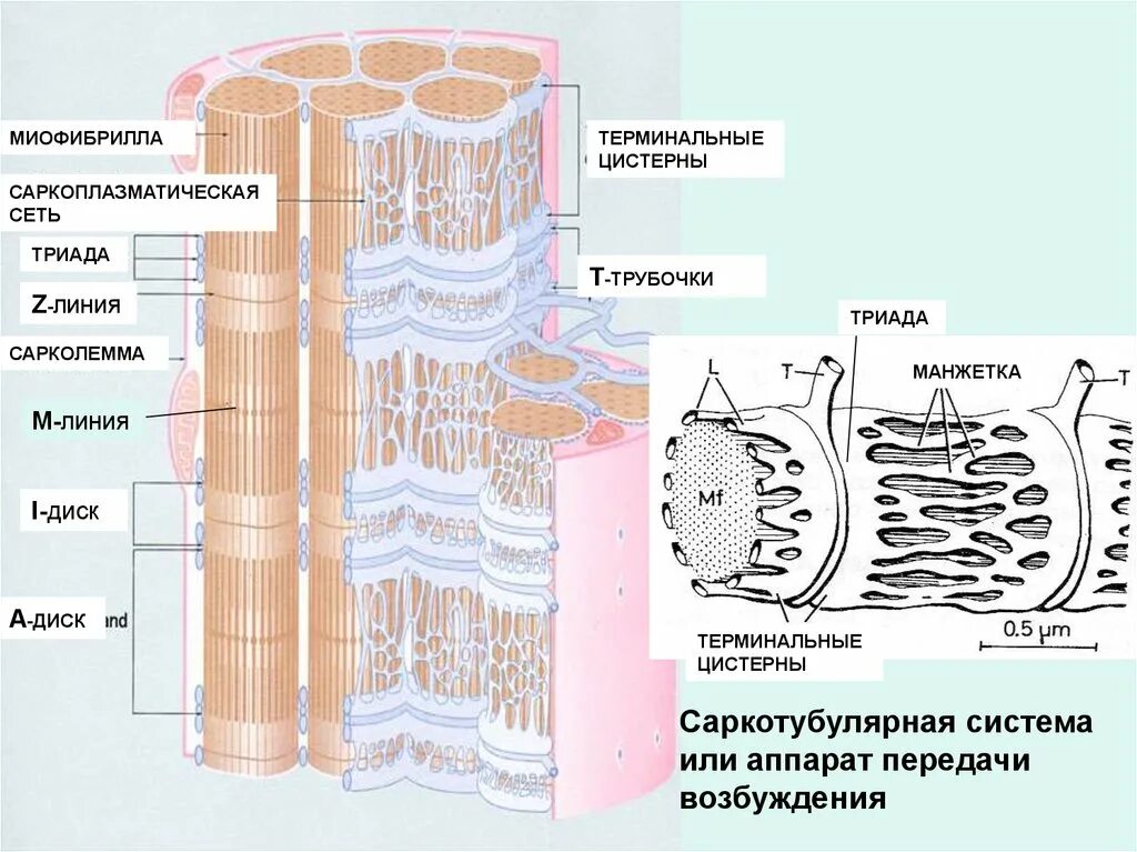 Строение трубочек. Саркоплазматический ретикулум и т трубочки. Терминальные цистерны саркоплазматической сети. Саркоплазматический ретикулум мышечного волокна. Строение мышечного волокна сарколемма.