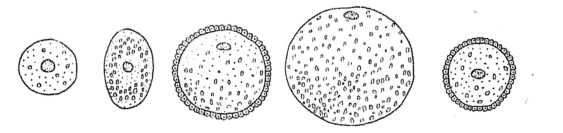 Размер яйцеклетки рыбы. Мезолецитальная яйцеклетка амфибий. Алецитальные изолецитальные яйцеклетки. Телолецитальная яйцеклетка Тип дробления. Первично изолецитальные.