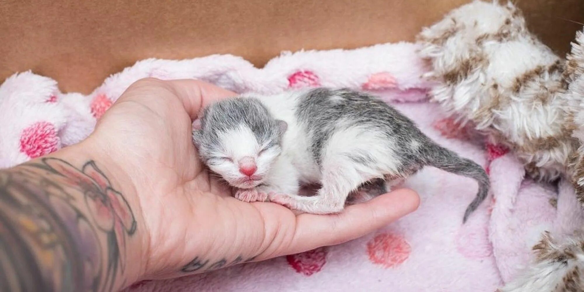 Сиамские котята новорожденные. Температура новорожденных котят. Новорожденные котята без мамы. Новорожденные котята. Слепые котята.