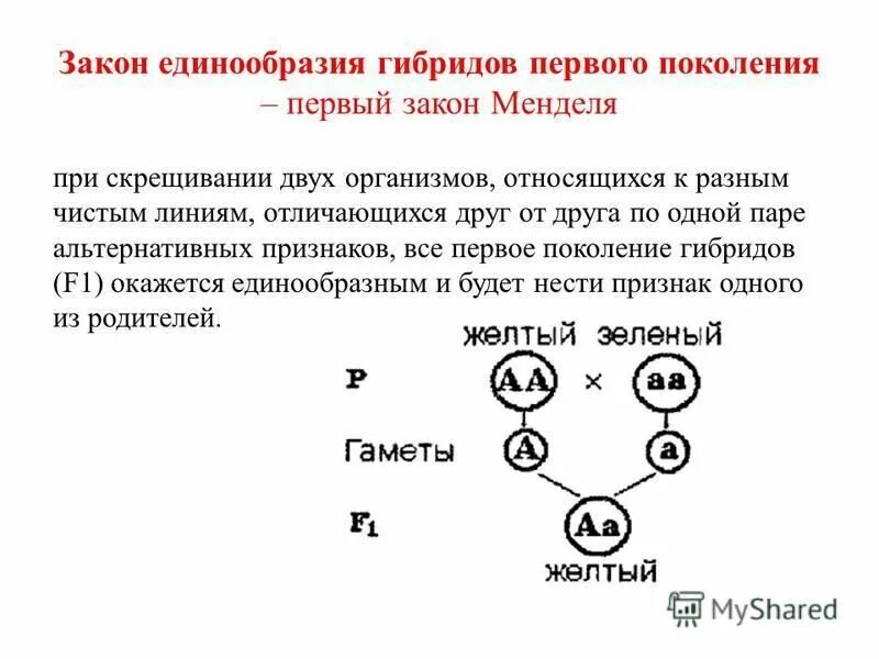 Первое правило гибридов первого поколения. Закон единообразия 1 поколения. Генетическая схема закона единообразия Менделя. 1 Закон единообразия гибридов первого поколения. Закон единообразия гибридов.