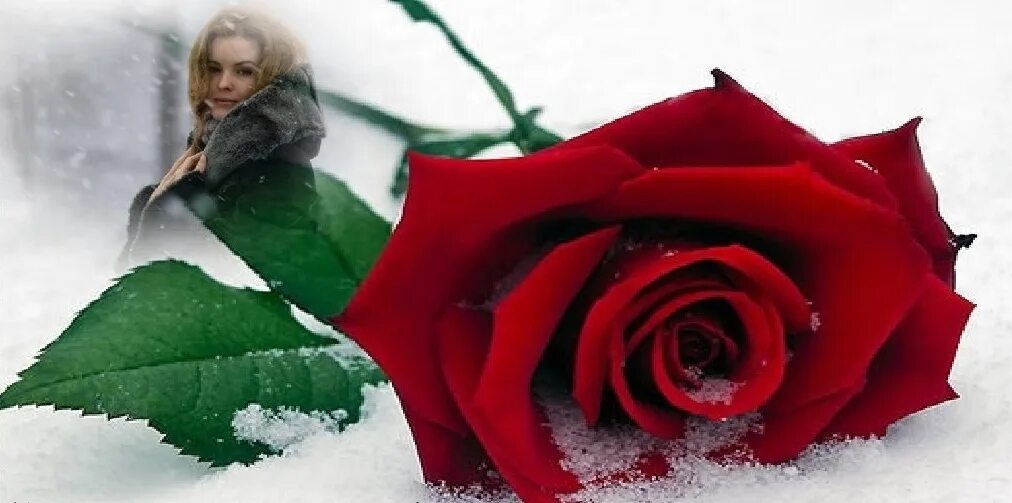 Подарю тебе розу слова. Розы на снегу. Цветы в снегу. Красивые розы на статус.
