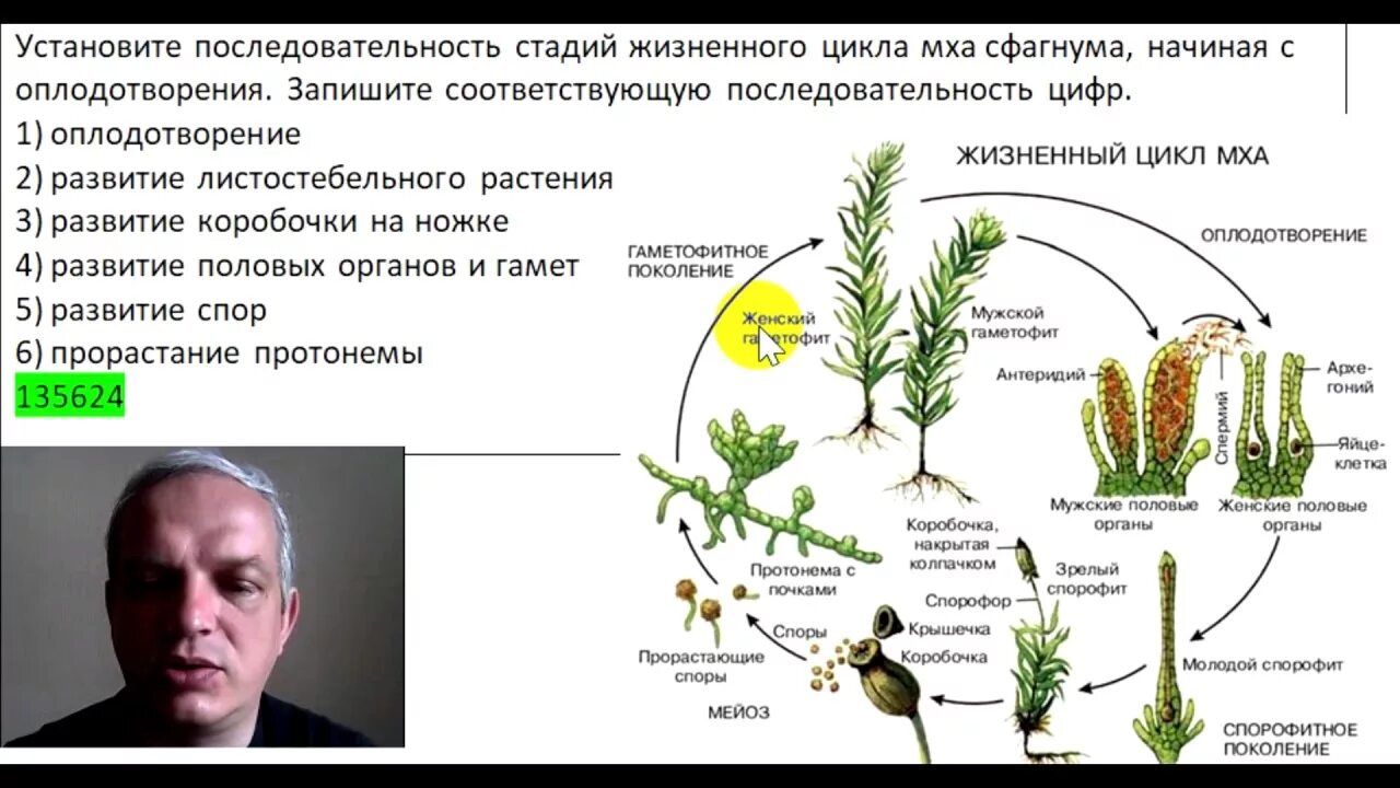 Стадии жизненного цикла мха сфагнума