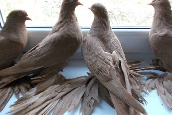 Северокавказские бойные голуби. Голуби персы красные. Иранские щекатые бойные голуби. Голуби северокавказские стандарт. Голуби персы белые.