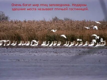 Заповедник песни