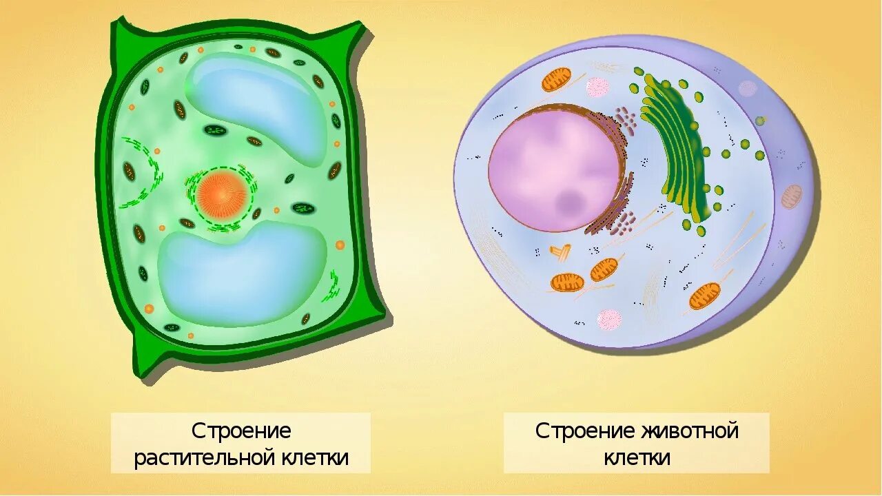 Строение растительной и животной клетки рисунок. Строение эукариотической клетки животного и растения. Строение клетки эукариот растений. Животная клетка и растительная клетка рисунок. Клетка растения и клетка животного биология 5 класс.