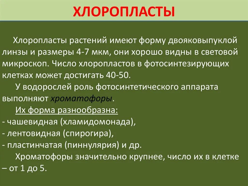 Хлоропласты имеют форму. Хлоропласты высших растений. Особенности и функции хлоропластов. Основные вещества протопласта. Протопласт форма растений.