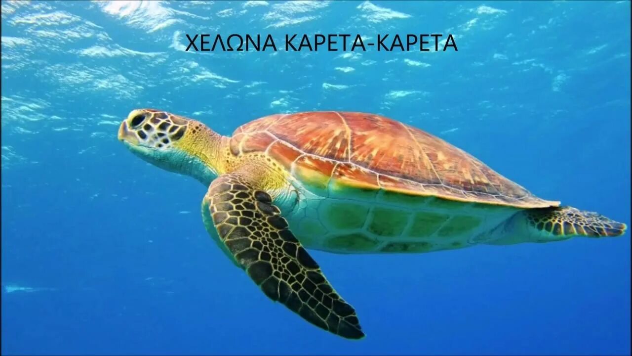 Сообщение про морскую черепаху 4 класс