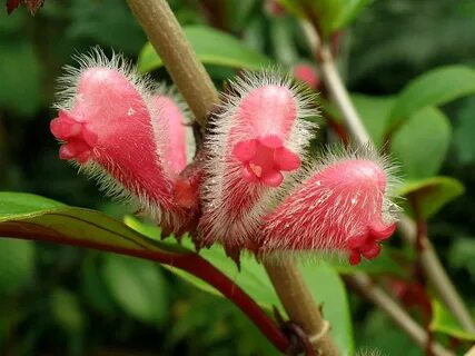 Rare plants перевод